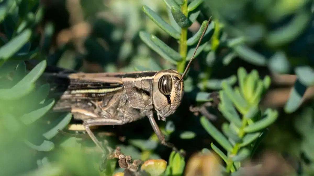 El dolor en los insectos ya no parece una idea tan improbable
