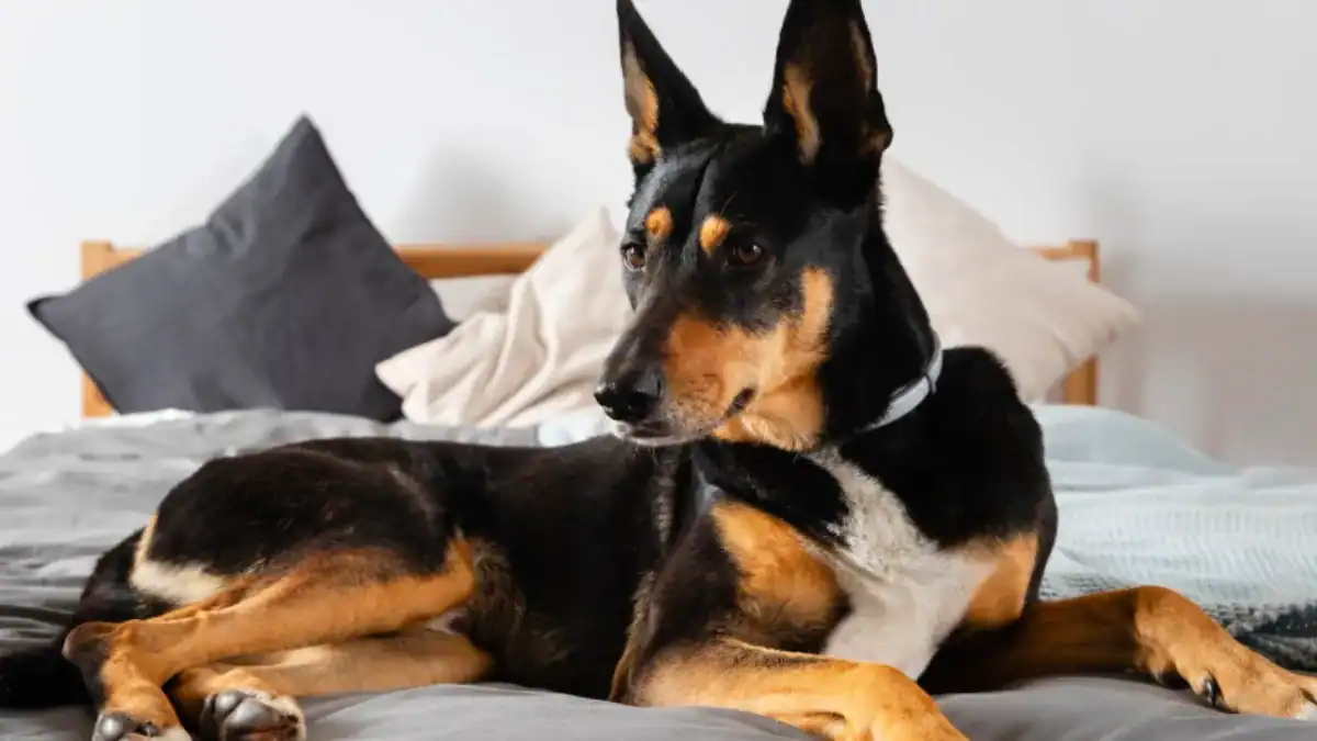 El giro inesperado en la evolución del perro: su cerebro no se redujo poco a poco, sino de golpe