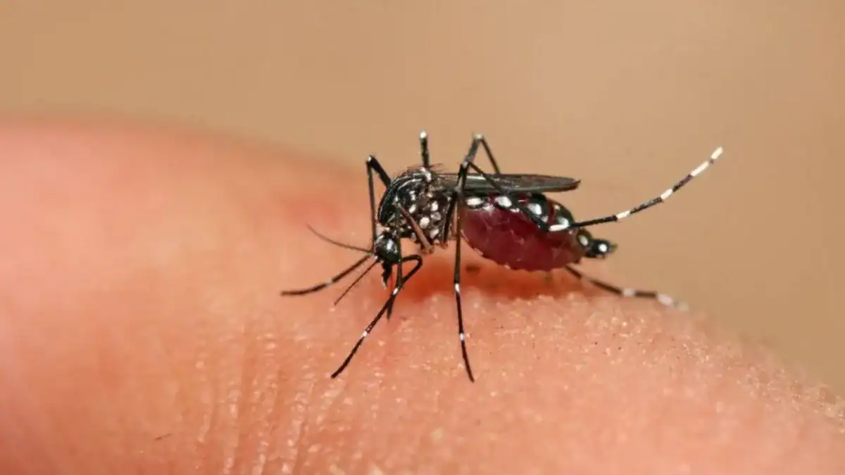 El virus que “dobla” de dolor y que el cambio climático empuja hacia nuevas ciudades