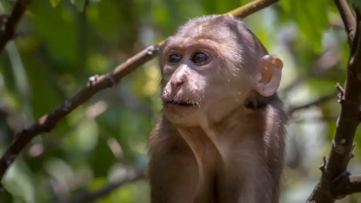 Los animales podrían no vivir el tiempo como nosotros: la ciencia empieza a mapear su “reloj” perceptivo