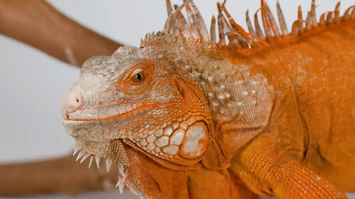 El rincón casi inexplorado de Angola donde la ciencia acaba de descubrir decenas de especies