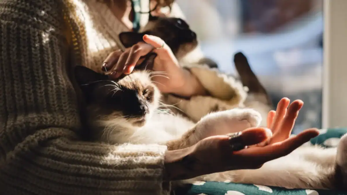Tener un gato en casa no aumentaría las crisis de asma en niños