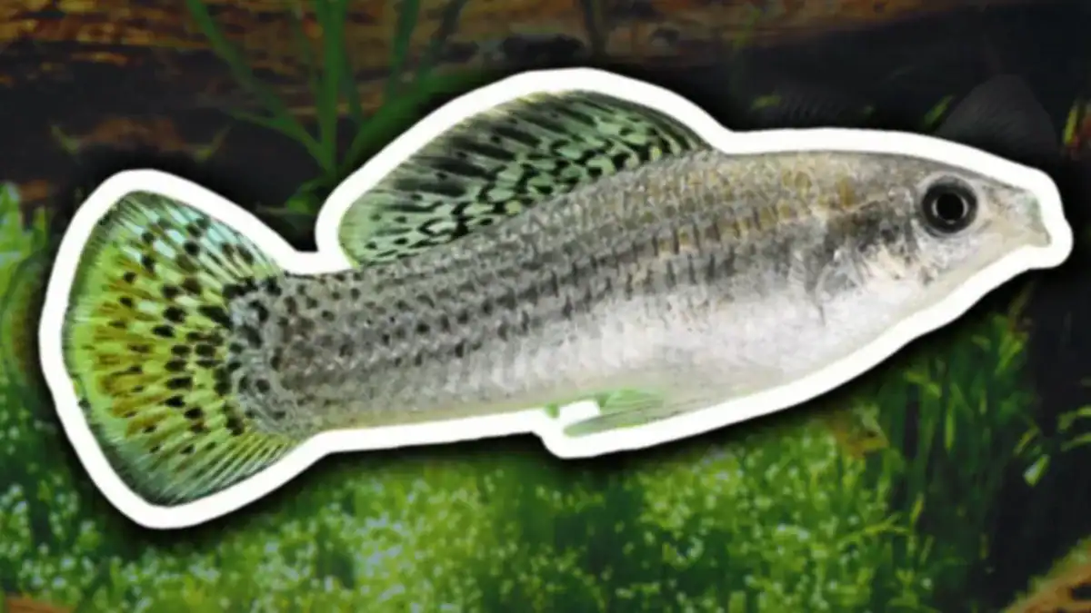El misterio evolutivo del pez que se reproduce sin ADN masculino