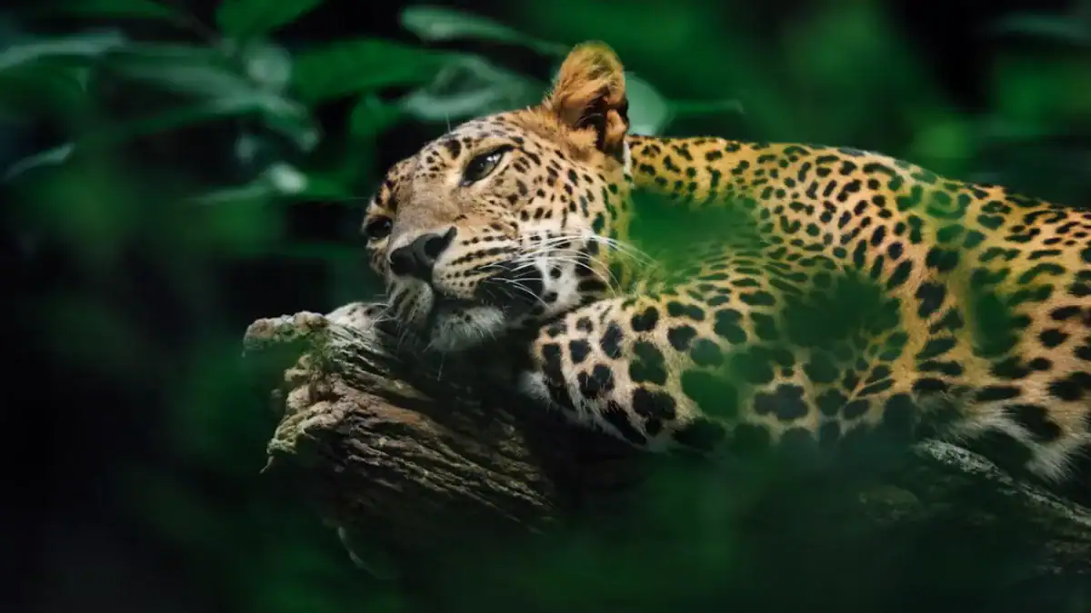 Nuevas huellas de yaguareté en el norte argentino reavivan la esperanza de salvar al mayor felino de América
