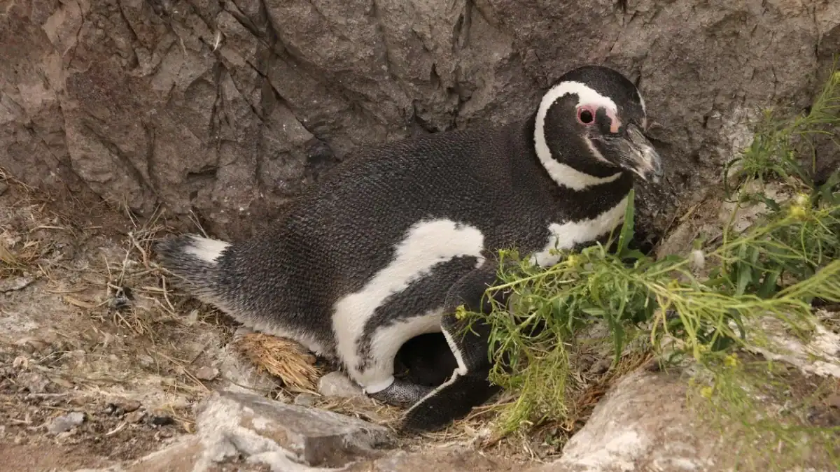 El hallazgo en pingüinos que confirma la presencia de contaminantes persistentes en la Patagonia