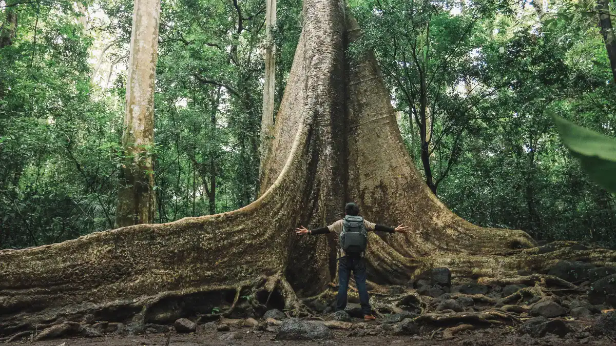 Muere el Major Oak, el roble milenario de Sherwood que se convirtió en símbolo de la crisis climática