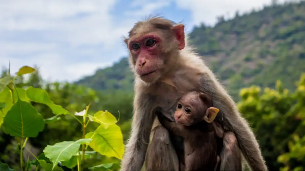 El sorprendente vínculo entre la mente de los monos y la de los niños al resolver problemas geométricos