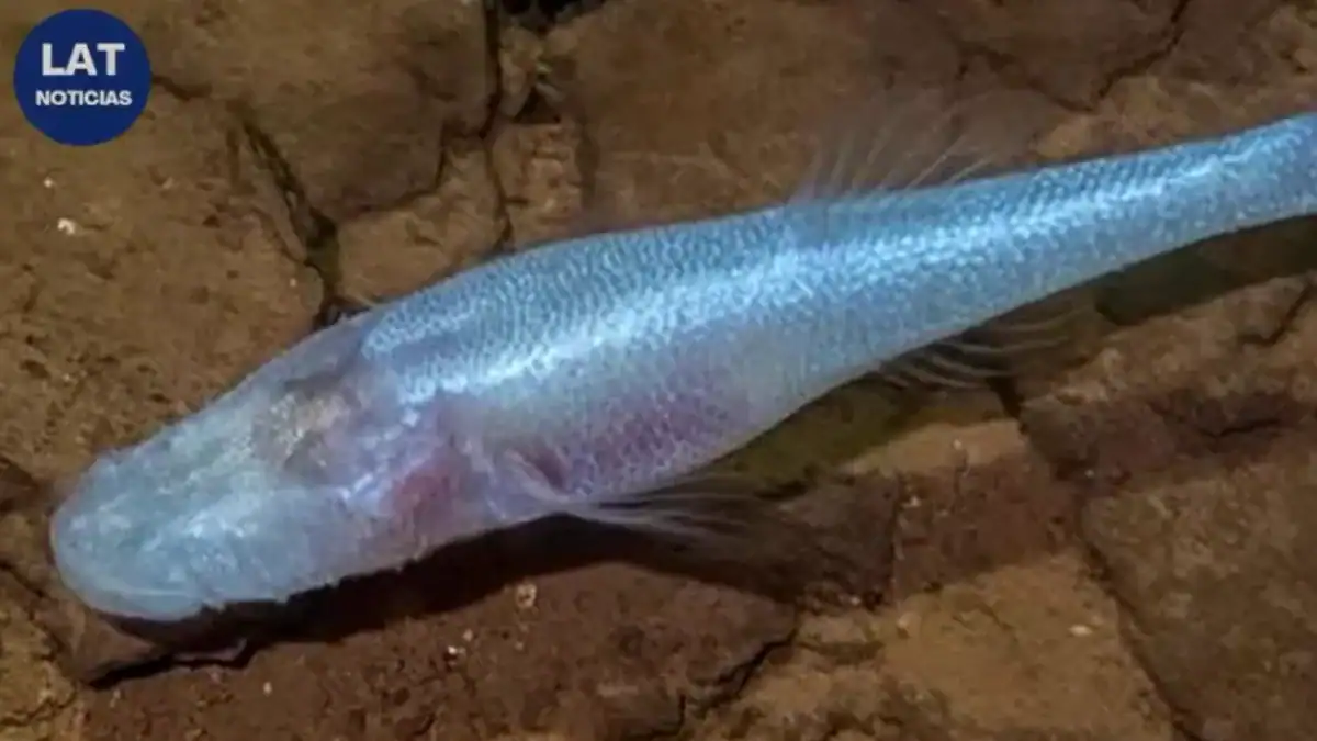 Descubren un pez sin ojos en una cueva contaminada de Alabama: podría estar al borde de la extinción