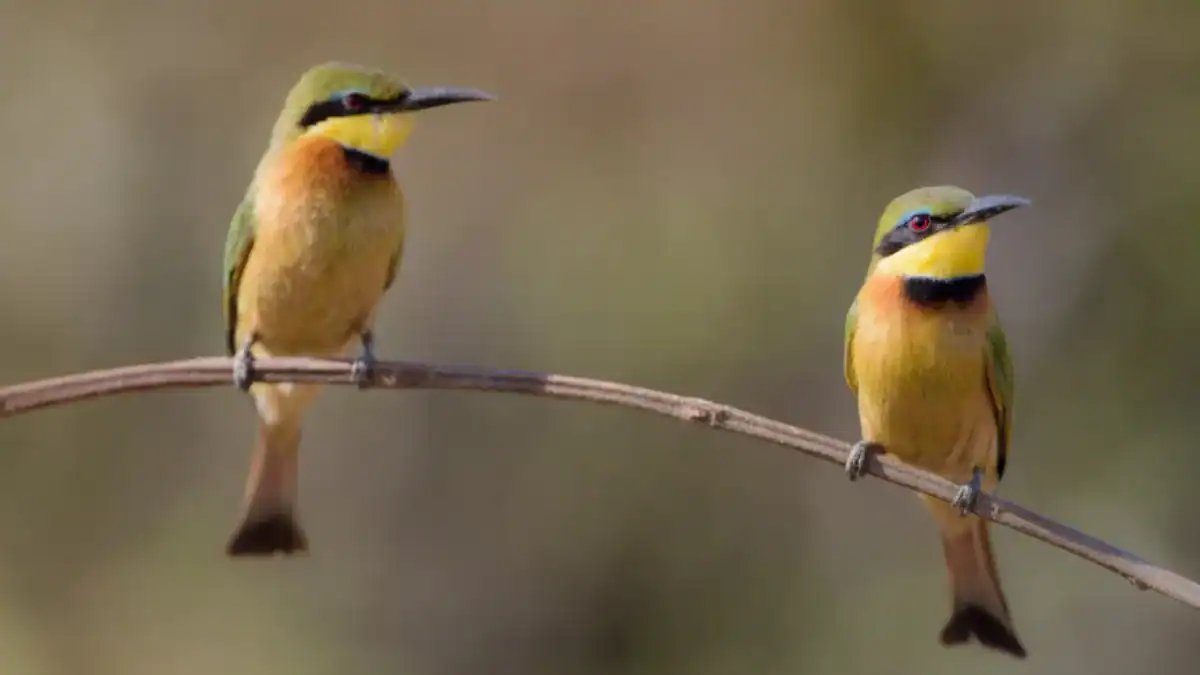 El sorprendente motivo por el que el entorno no explica por completo el canto de las aves