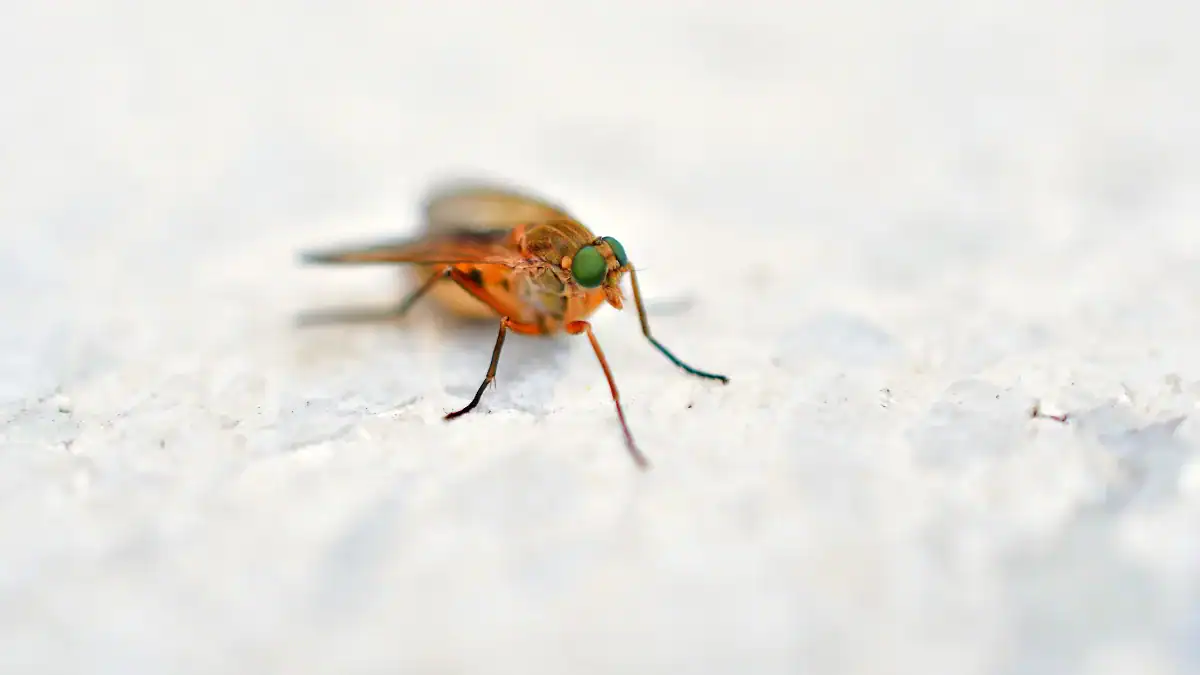 No eran mosquitos: el hallazgo inesperado en las marismas de Doñana