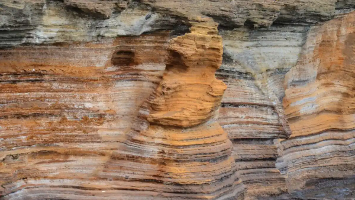 La madera fósil que guardó 300 millones de años de cambios geológicos bajo Europa