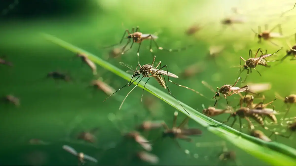 La Tierra podría tener hasta 20 millones de especies de insectos: muchas aún no tienen nombre