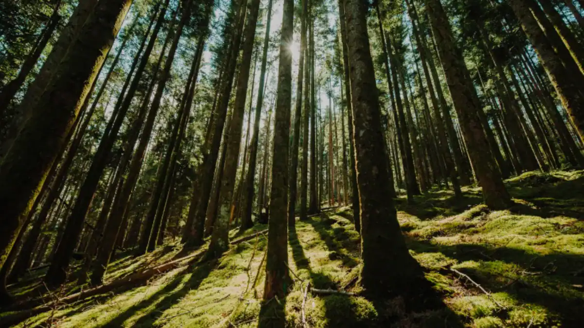 Hace 56 millones de años la Tierra sufrió un calentamiento extremo. Sus bosques tardaron más de 100.000 años en recuperarse
