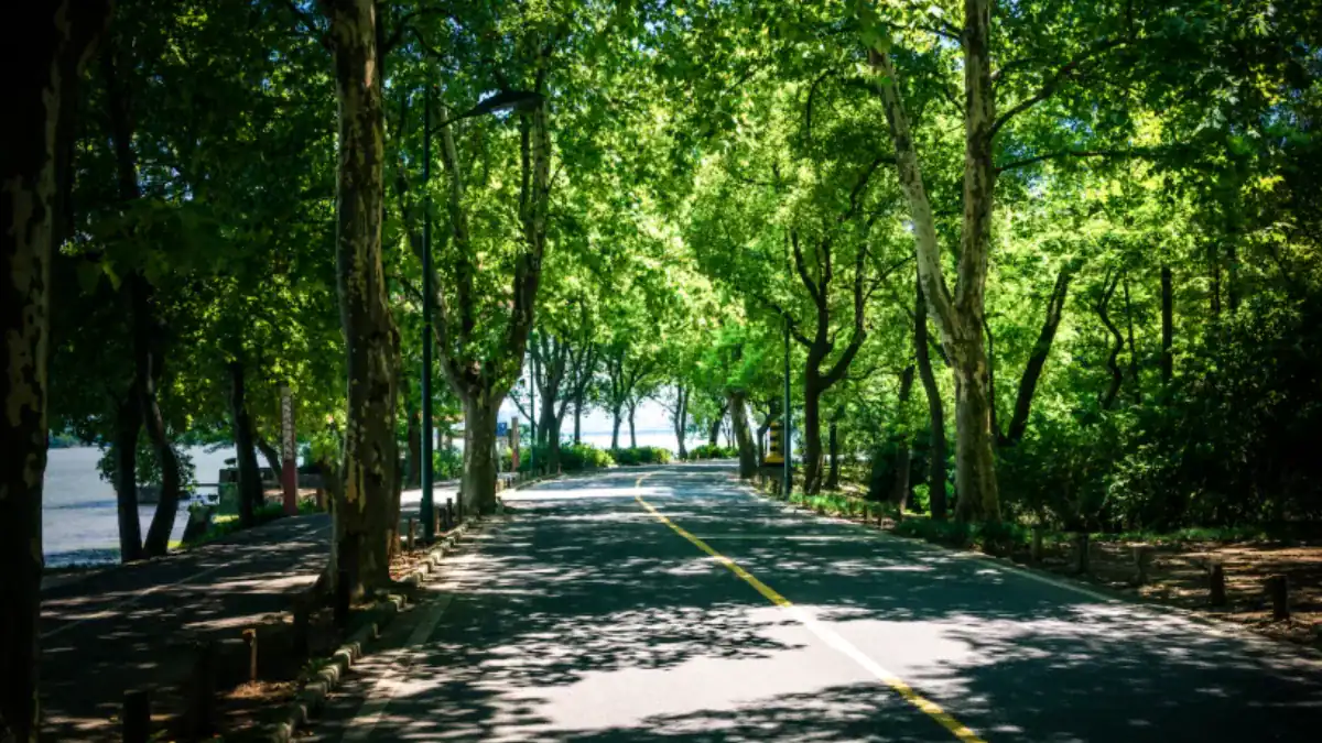 Las calles con árboles podrían ayudarte a dormir mejor: la pista está en cómo el cerebro percibe el barrio