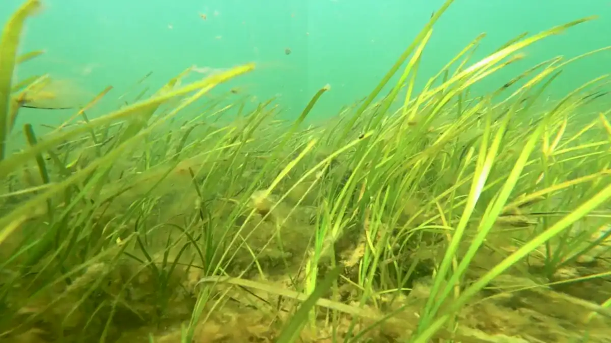 Una planta marina “desaparece” durante meses y vuelve a crecer cuando mejora el ambiente: podría ayudar a recuperar costas degradadas
