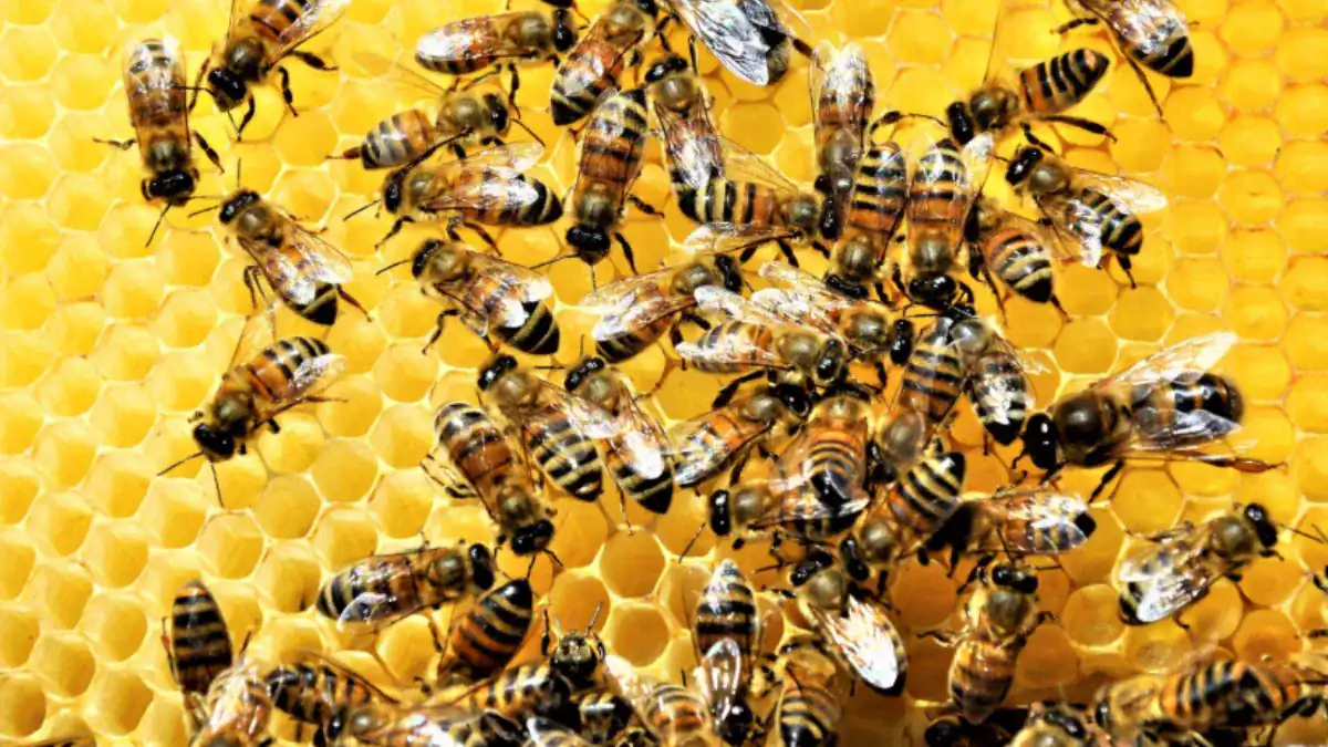 La NASA envió 3.300 abejas al espacio y descubrió que podían construir panales sin gravedad