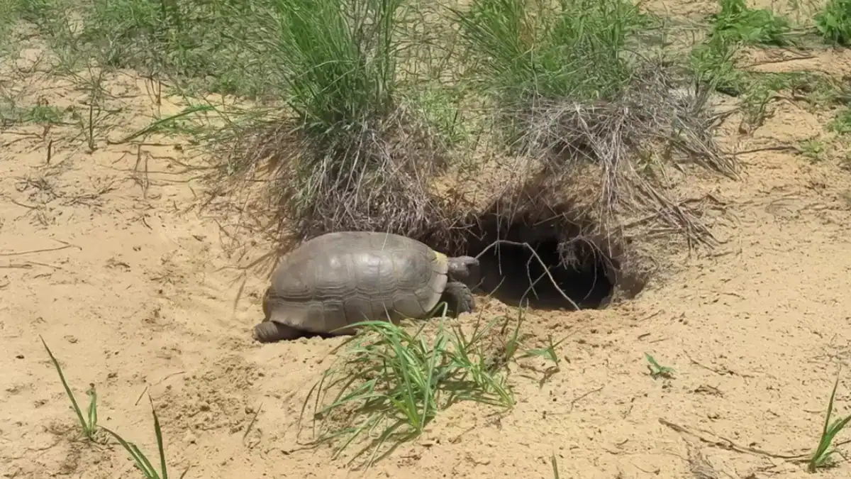 Las tortugas gigantes están regresando al Sahel y pueden transformar el paisaje: son auténticas excavadoras de más de 100 kilos