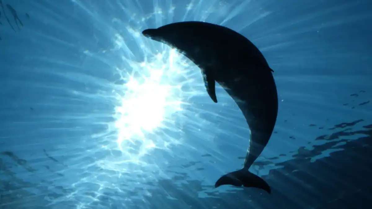 Científicos graban a delfines cazando con herramientas y enseñando la técnica a sus crías