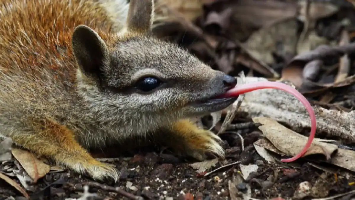 Australia está perdiendo especies a un ritmo alarmante, pero este pequeño marsupial acaba de dar una señal de esperanza