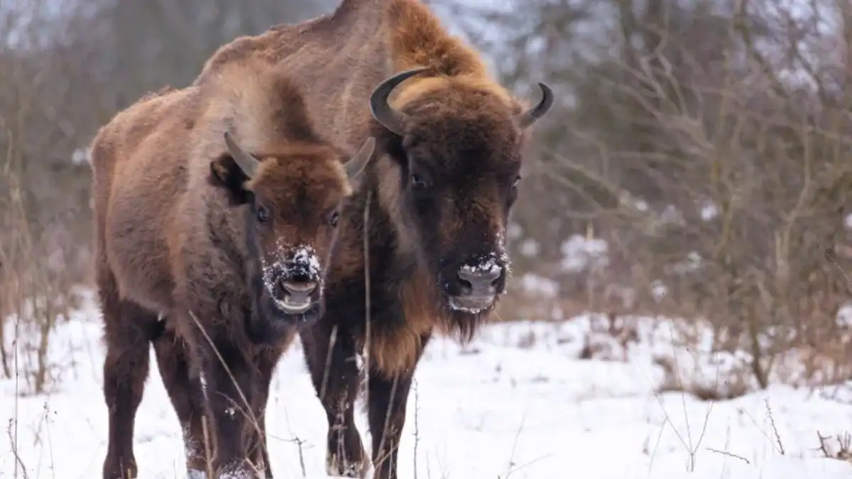 Nueve bisontes están limpiando un bosque de Guadalajara para responder una pregunta: ¿pueden frenar los incendios?