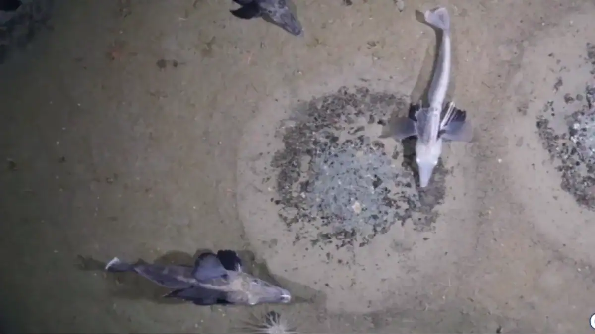 Un robot descendió al fondo de la Antártida y encontró una “ciudad” de más de 1.000 nidos de peces