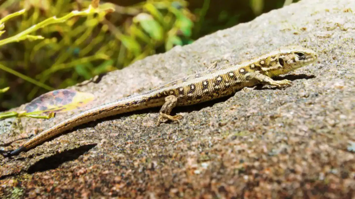 Los humanos estamos acelerando la evolución animal: algunas especies ya están cambiando en apenas unas generaciones