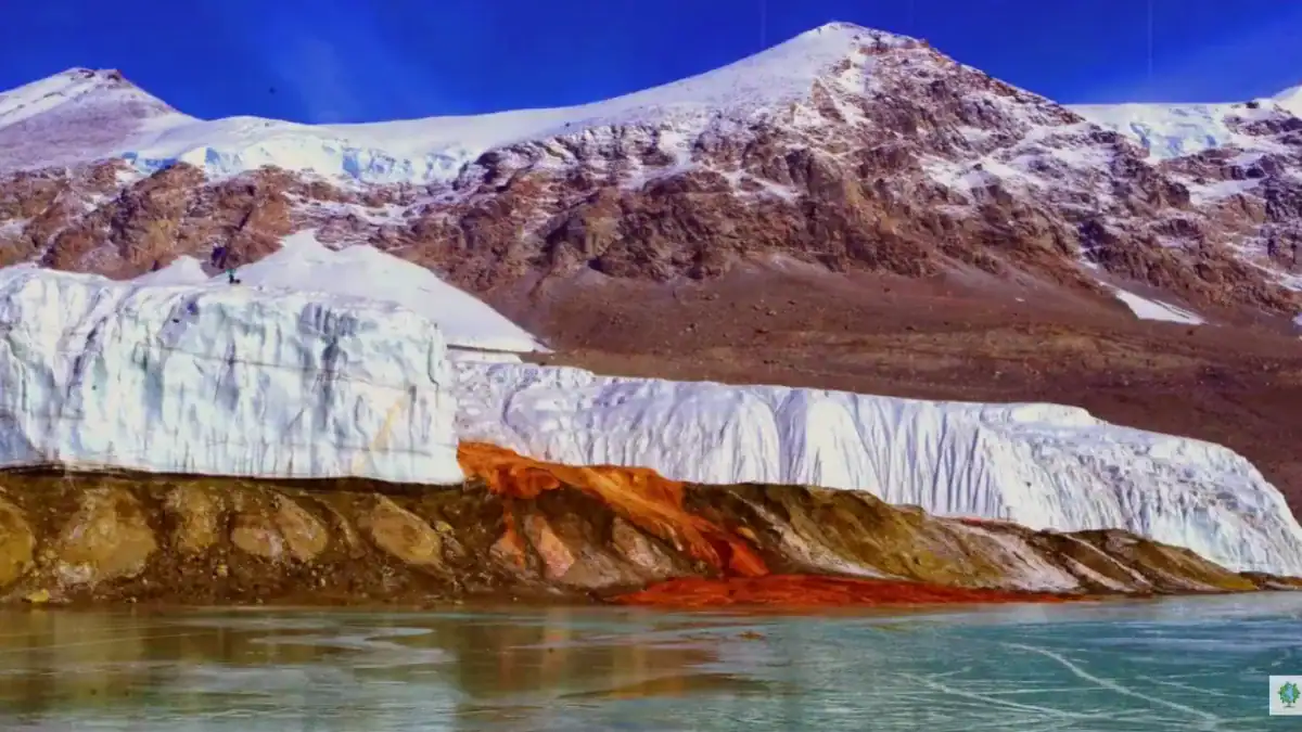 La Antártida parece sangrar desde un glaciar. Ahora, unos microbios revelan de dónde podría venir el agua roja