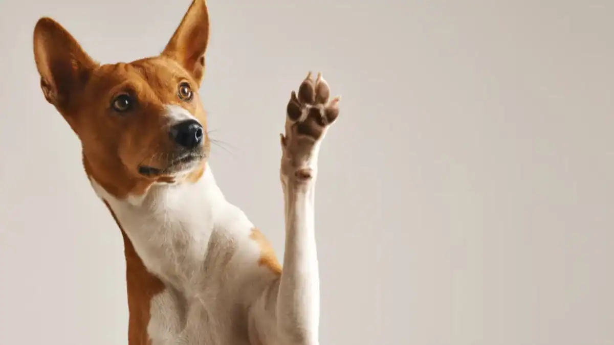¿Qué pata prefiere tu perro? La respuesta puede decir más de su cerebro de lo que parece