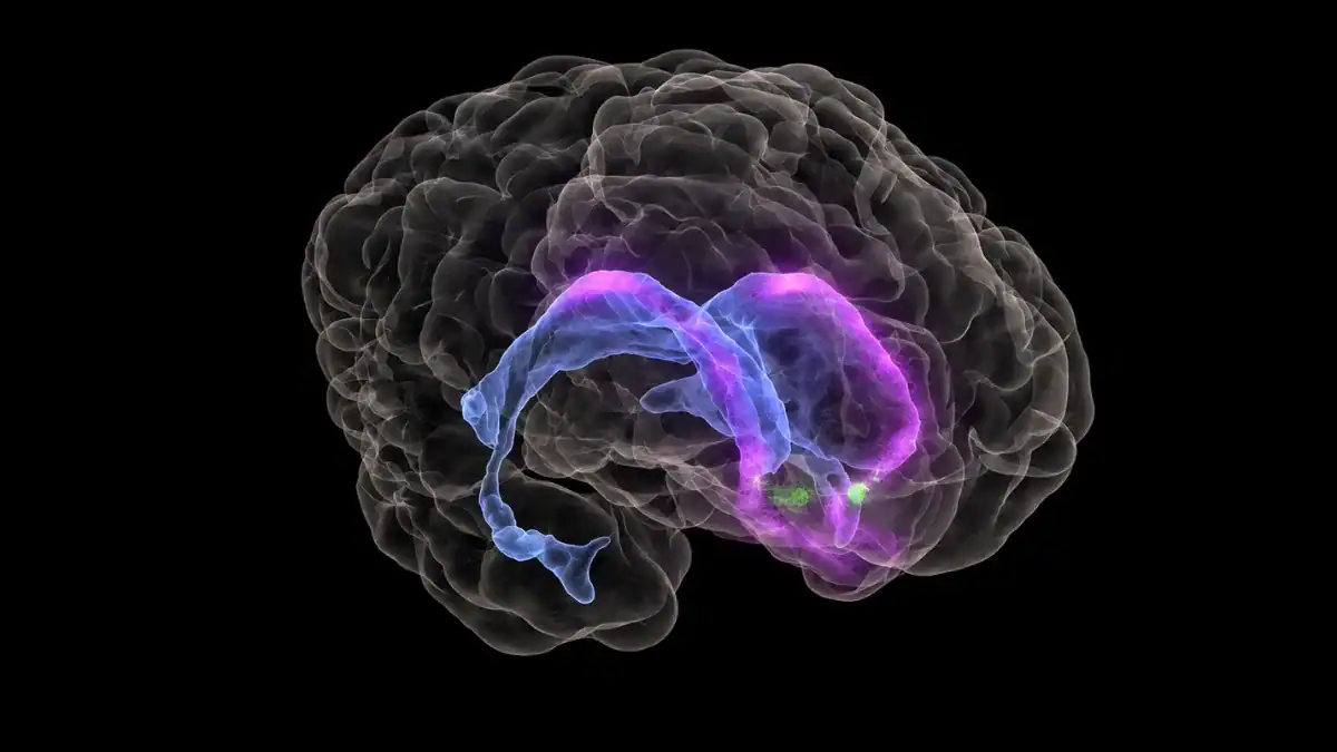 Un nuevo estudio sugiere que el cerebro humano se desarrolla a partir de dos sistemas nerviosos distintos