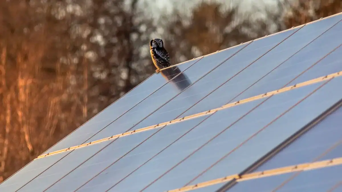 China instala paneles solares a un ritmo récord, pero un estudio detecta un costo inesperado para las aves