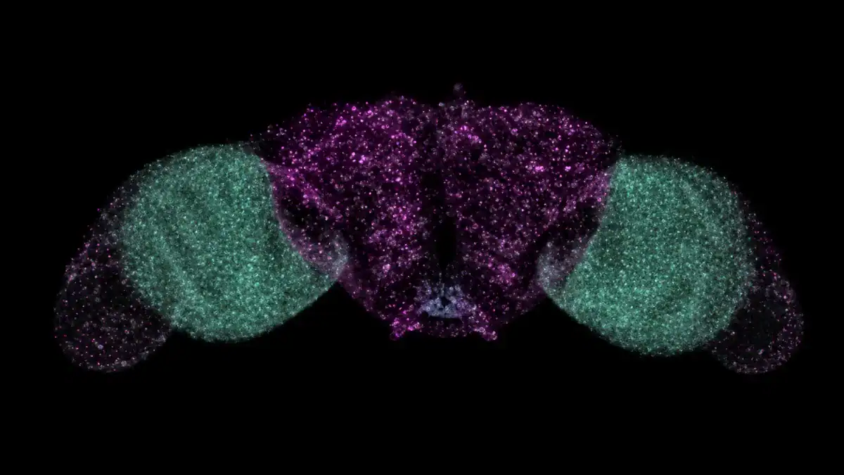Científicos copiaron el cerebro de una mosca, lo metieron en una PC y el resultado empezó a moverse por sí solo