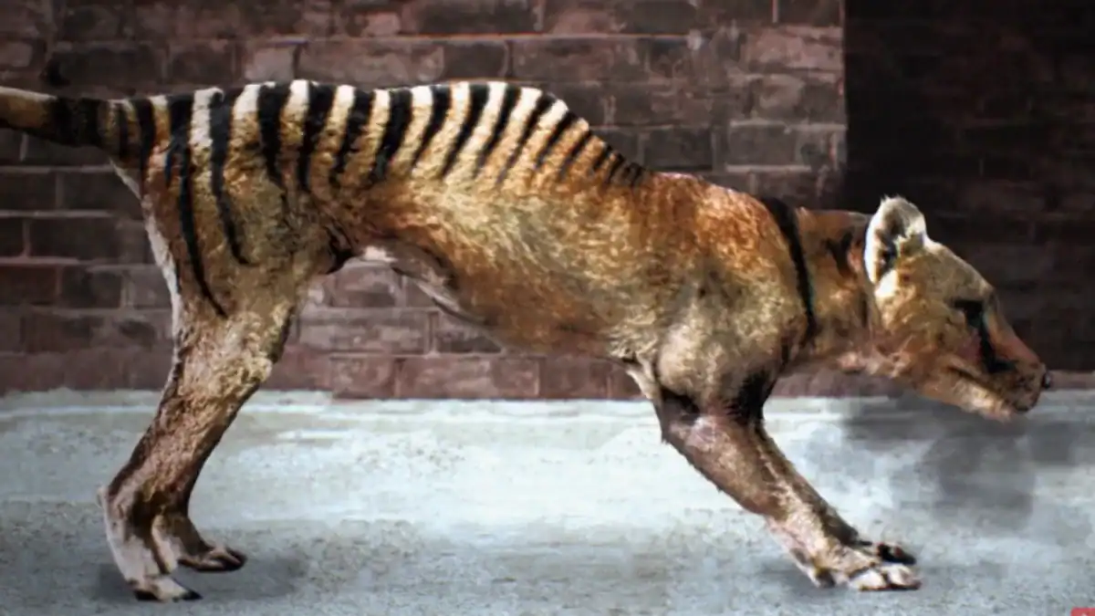 El cráneo del tigre de Tasmania revela una extraña forma de cazar sin equivalente entre los mamíferos actuales