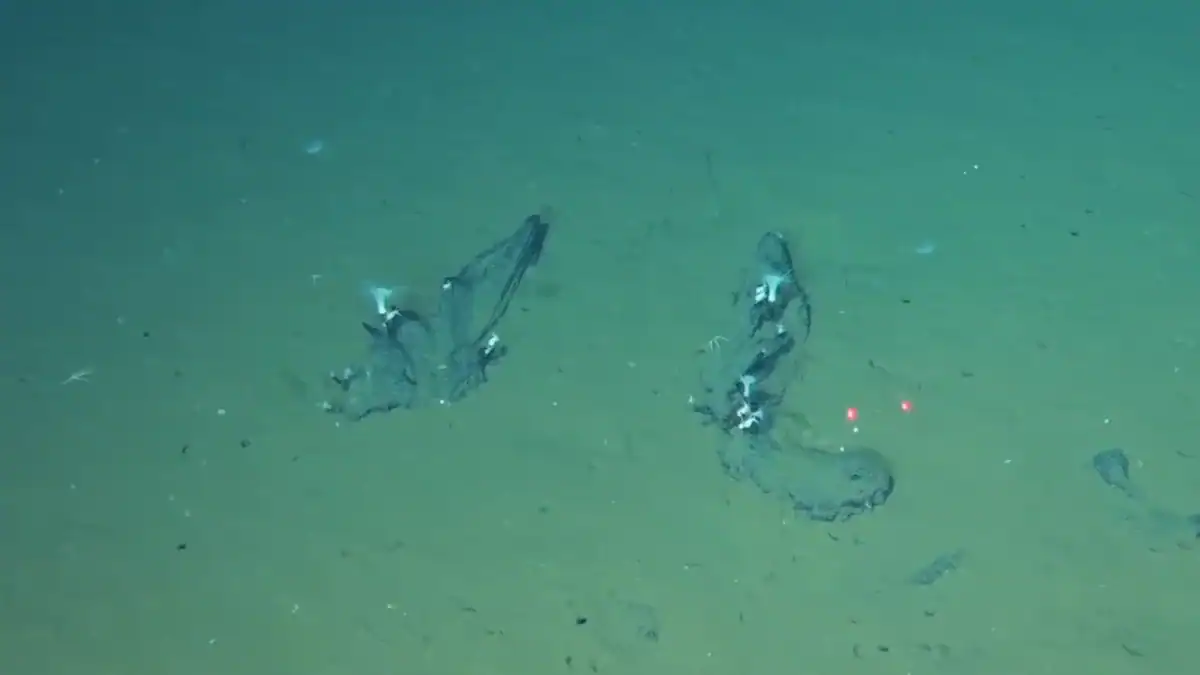 Descubren el cementerio de ballenas más grande y profundo conocido: guarda fósiles de hace 5,3 millones de años