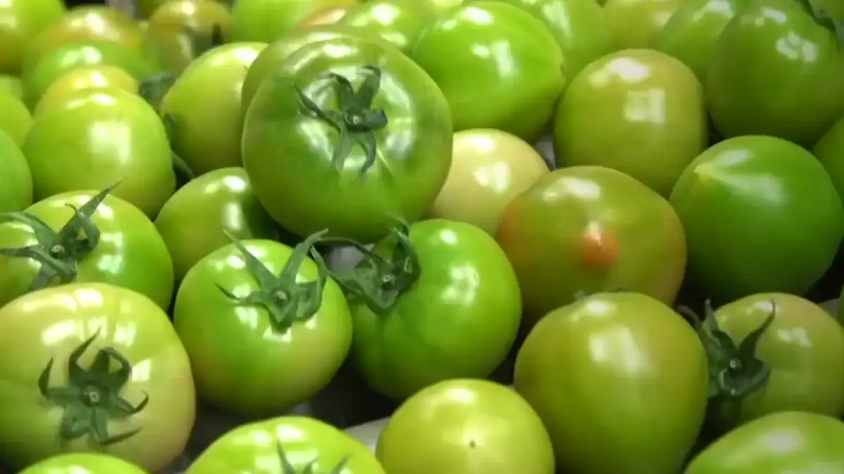 ¿Por qué los tomates ya no saben como antes? Científicos descubren genes silvestres que podrían recuperar su sabor perdido