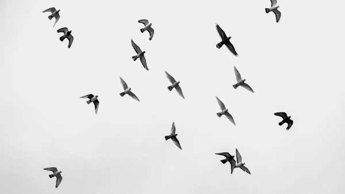 Durante siglos se creyó que las aves migraban a la Luna, hasta que una cigüeña apareció en Alemania con una flecha africana en el cuello