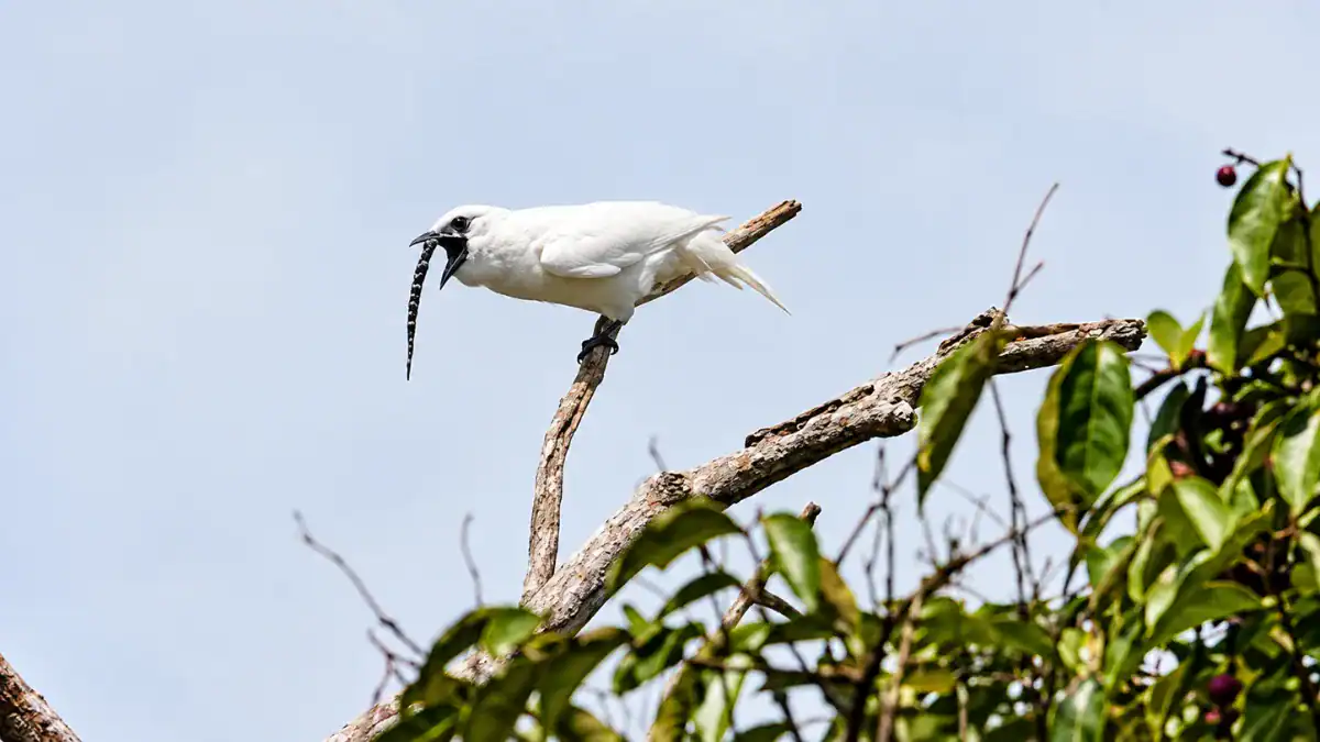 Los científicos midieron 123 especies y encontraron dos aves extraordinariamente ruidosas