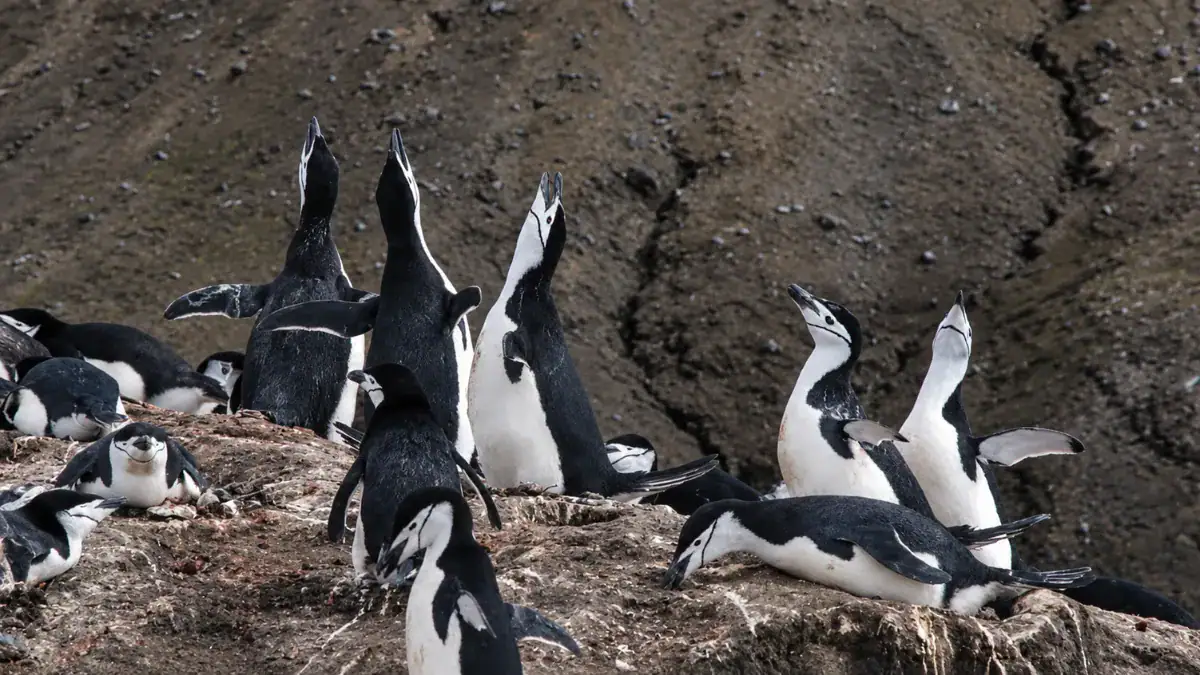 Los excrementos de los pingüinos sorprenden a los científicos: podrían liberar tanto metano como cinco millones de vacas