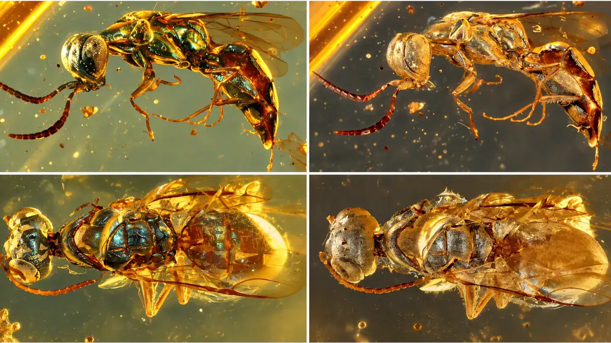Descubren un insecto de hace 99 millones de años con una boca tan extraña que no tiene equivalente entre las especies actuales